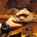 talija, provinca Bergamo, vas Schilpario (23-25.06.09) - zbirka mineralov v hotelu San Mar