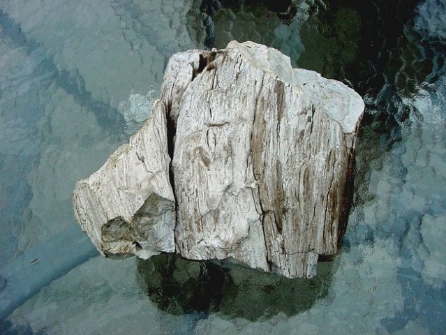 Okameneli les - Trbovlje halda, 25 x 18 cm