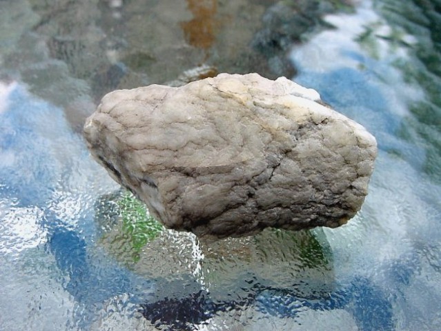 Okremeneneli fosil - Soriška planina (7 x 4 cm )