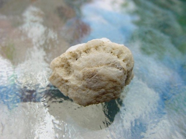 Okremeneneli fosil - Soriška planina (2,5 x 1,5 cm )