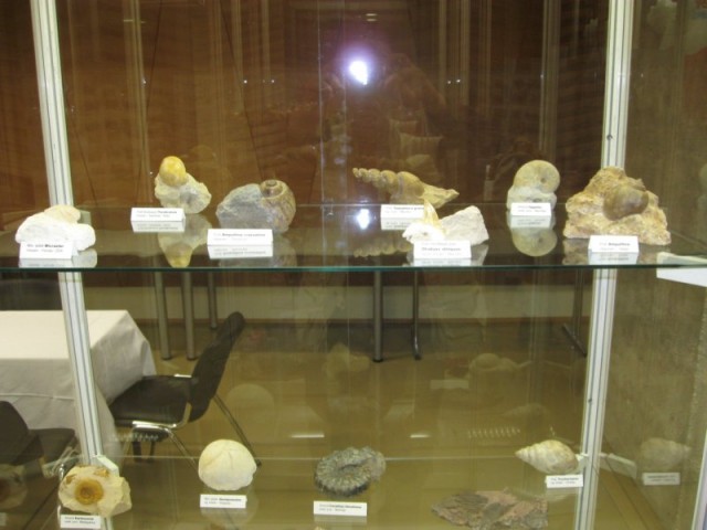 Razstava fosilov iz različnih obdobij - Rakovc Vili