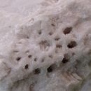 Loška Koritnica  z okolico - presek prekristaliziranega fosilnega polža - detail 2 x 2 cm 