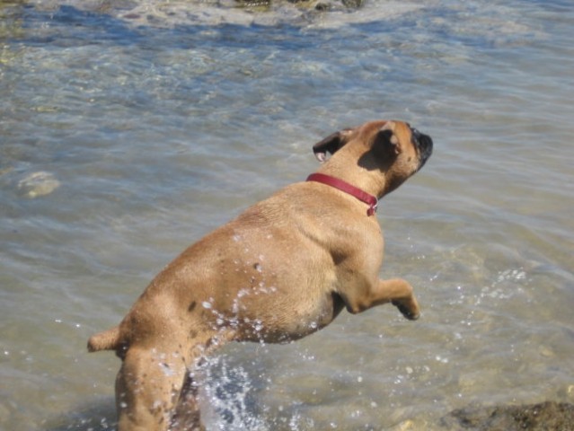 Najboljša osvežitev  vročih poletnih dni je skakanje po vodi