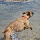 najboljša osvežitev  vročih poletnih dni je skakanje po vodi