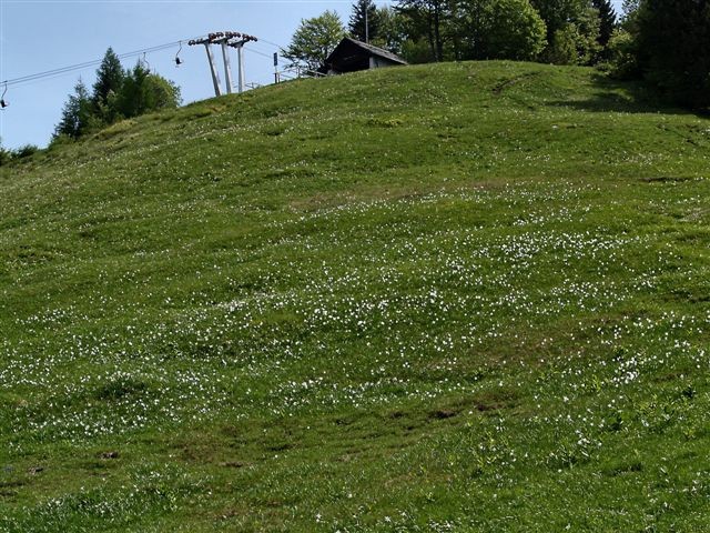 Zgornji del smučišča Španov vrh