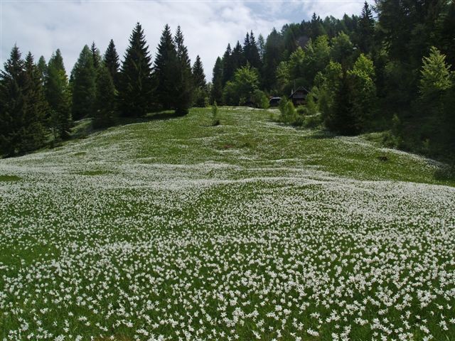 Vse ostalo
