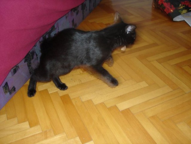 BUBU - foto
