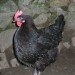 Marans pasma -kokoš-izvira iz Francije nosijo rdeča jajca