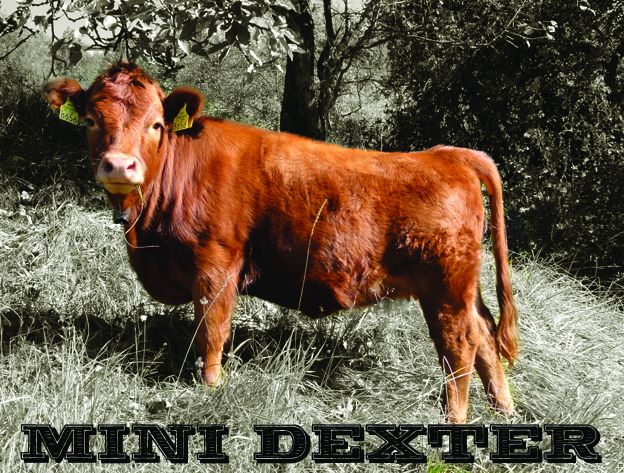 Dexter mini govedo - foto