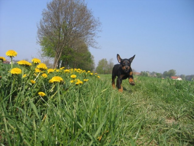 Mačo_pes - foto