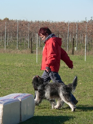 herding test, Modena