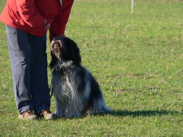 herding test, Modena