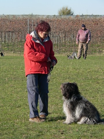 herding test, Modena