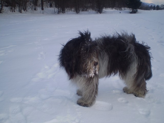 SHUSHU  -winter08/09 - foto