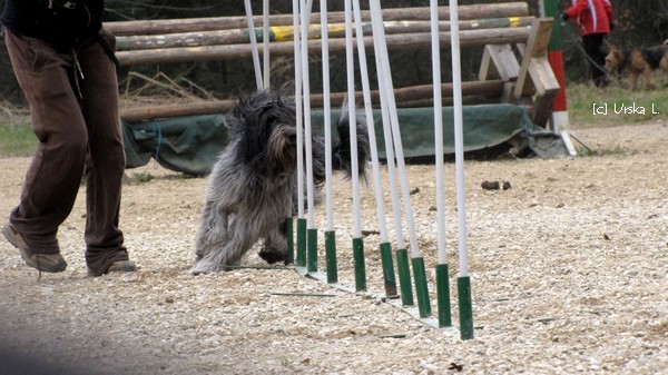 Shushu agility - foto