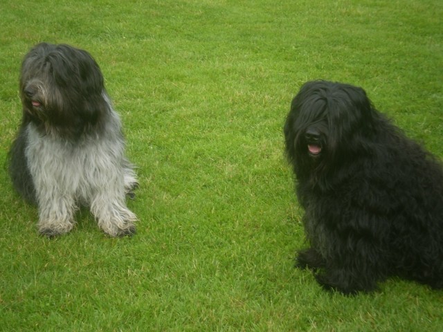 Ozzy, Dio - foto