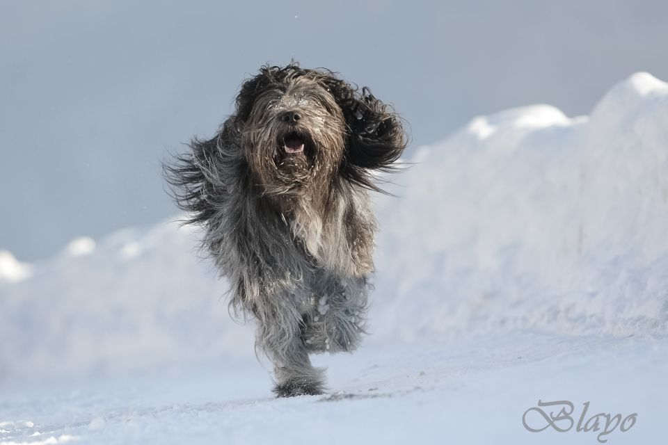 Photoshoot for dog magazine Moj pes - foto povečava