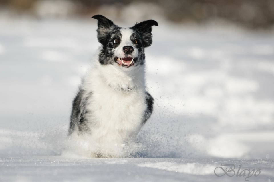 Photoshoot for dog magazine Moj pes - foto povečava