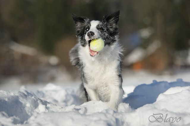 Photoshoot for dog magazine Moj pes - foto