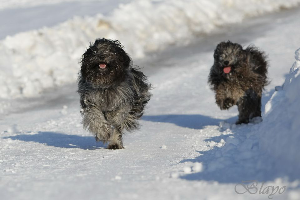 Photoshoot for dog magazine Moj pes - foto povečava