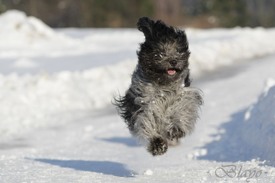 Photoshoot for dog magazine Moj pes - foto povečava