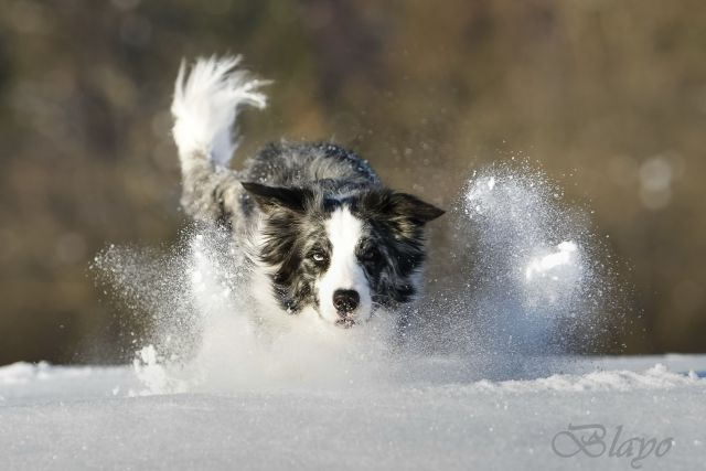 Photoshoot for dog magazine Moj pes - foto