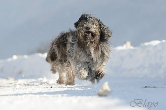 Photoshoot for dog magazine Moj pes - foto