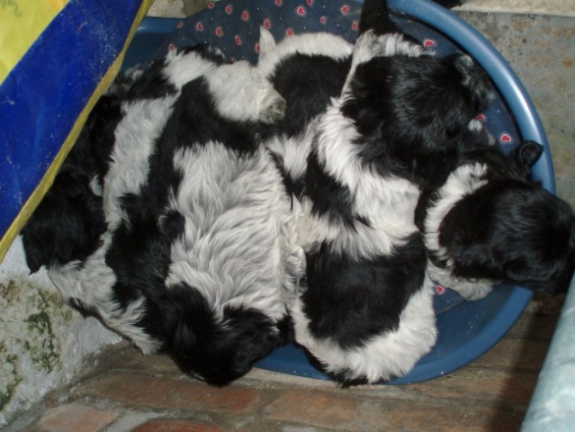 Shapendoes puppys - foto