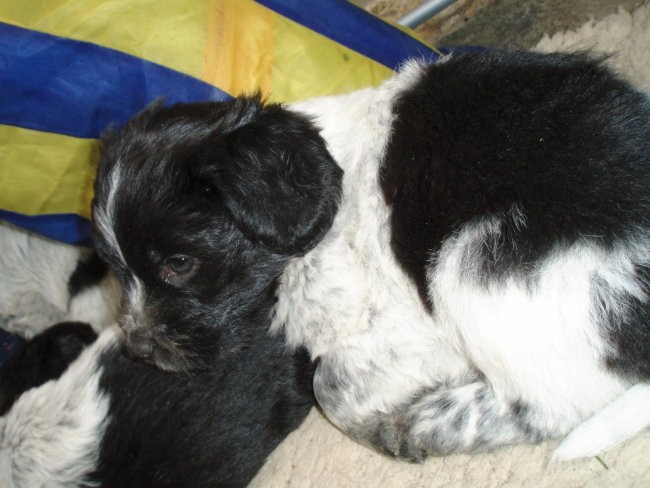 Shapendoes puppys - foto povečava