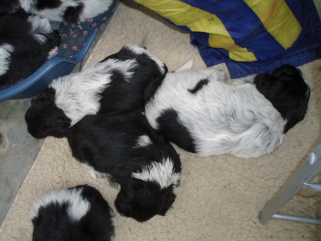 Shapendoes puppys - foto