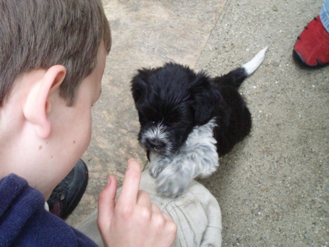 Shapendoes puppys - foto povečava