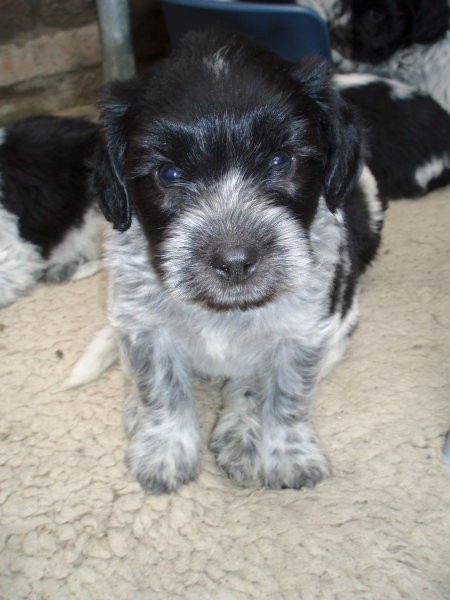 Shapendoes puppys - foto