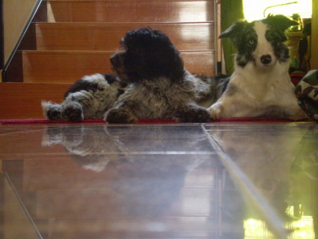 Shushu 3 meseci - foto