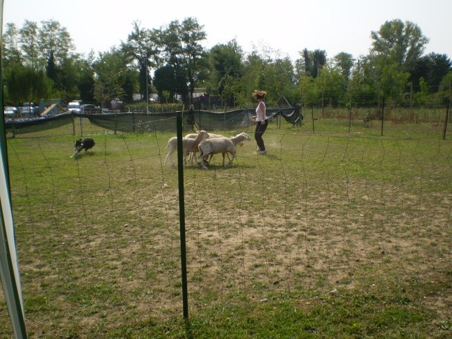 PAŠNJA - foto povečava