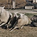 SheepDog Isontino, Italy, 
Foto Mare