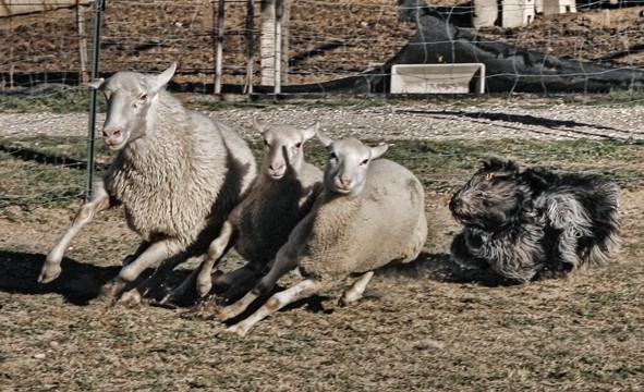 SheepDog Isontino, Italy, 
Foto Mare