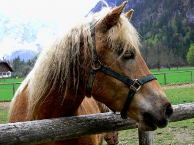 Logarska dolina - foto