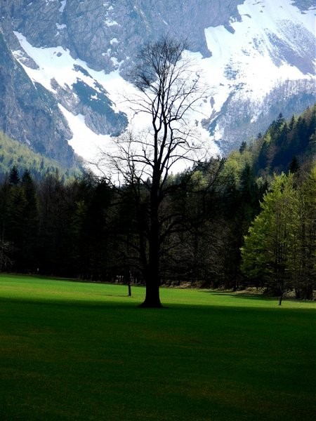 Logarska dolina - foto povečava