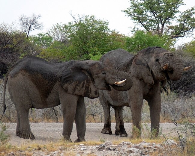 Namibija - foto povečava