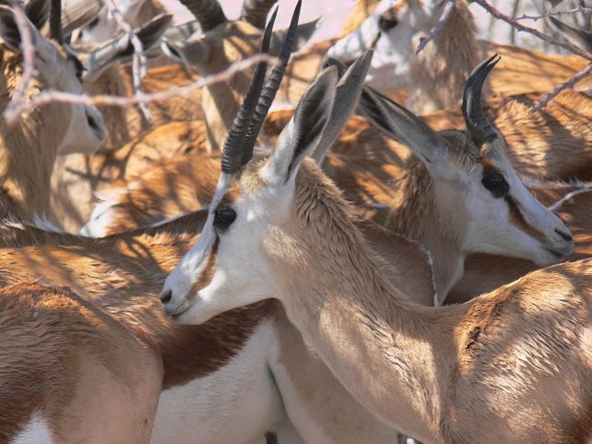 Namibija - foto povečava