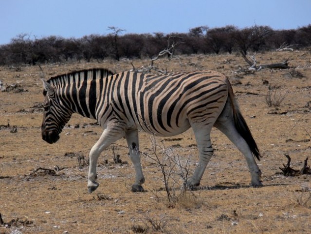 Namibija - foto