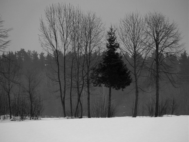 Zima-črnobela - foto
