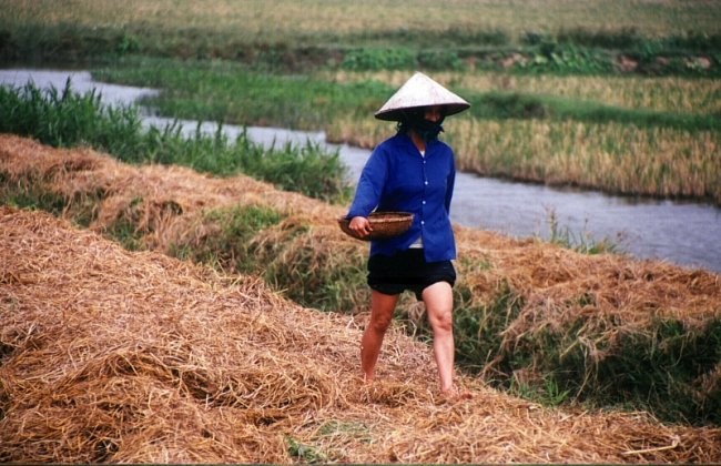 Vietnam - foto povečava