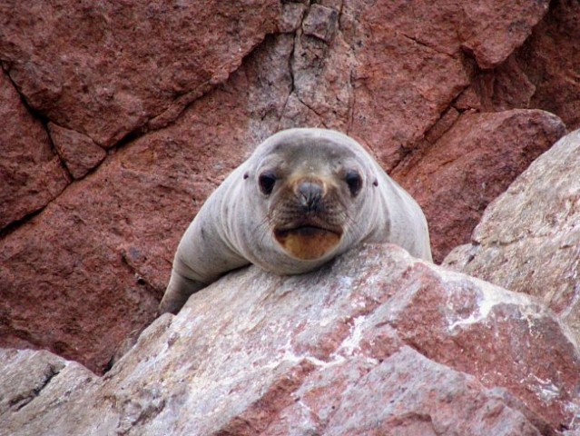 Peru treking - foto