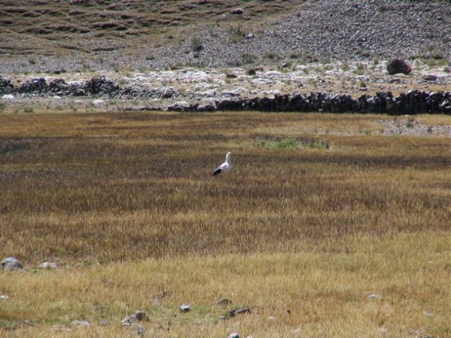 Peru treking - foto