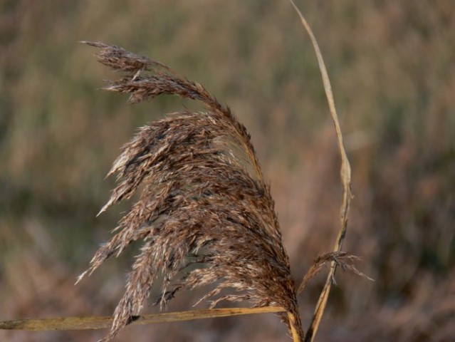 Jesen - foto