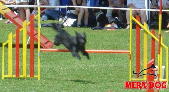 CACIAg Domžale 2006 - foto povečava