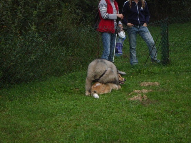 Daša spoznava nove prijatelje - foto povečava