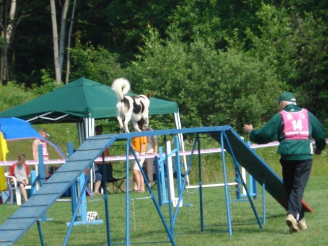 Agility tekma-Križevci pri Ljutomeru - foto