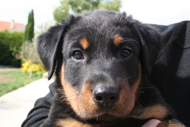 Boomer - foto